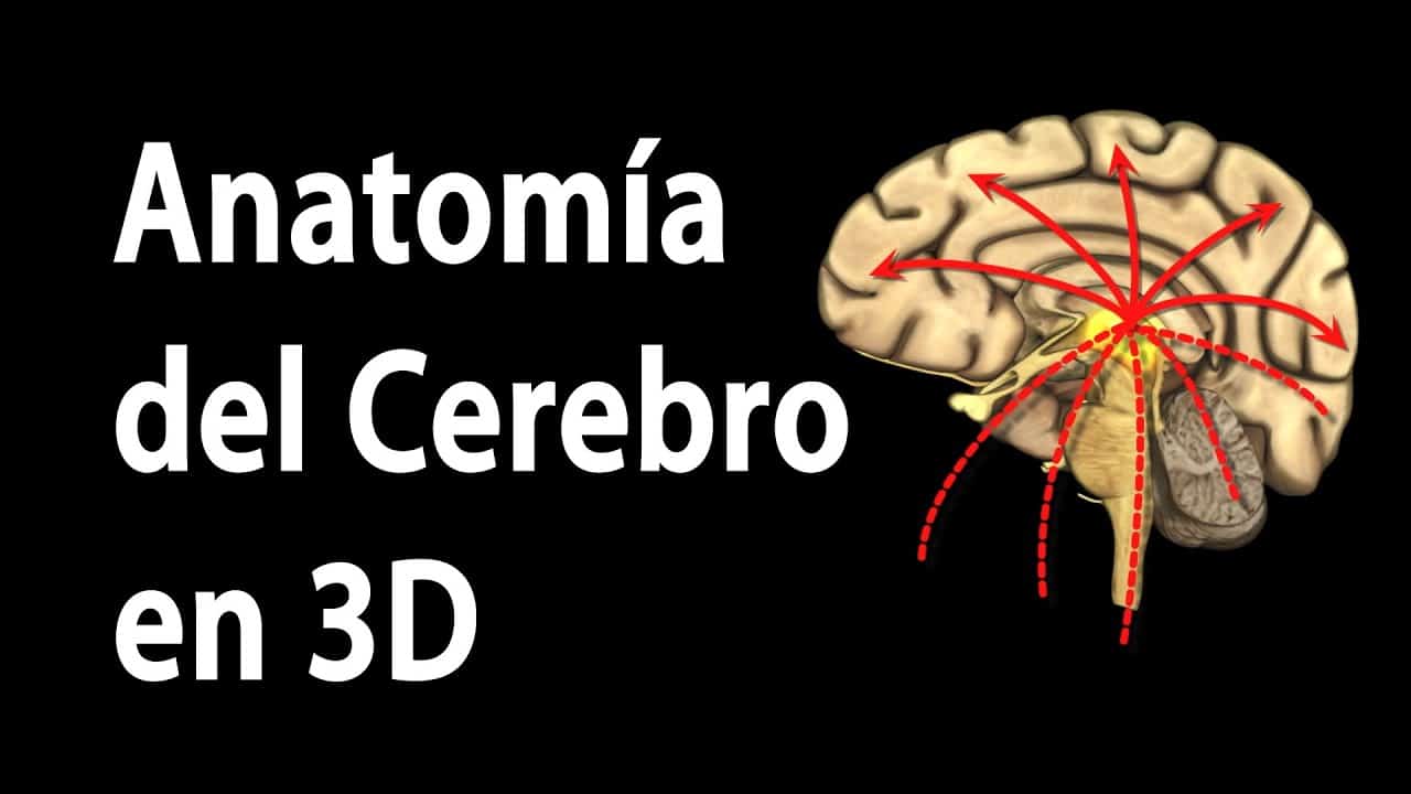 Anatomia Del Cerebro