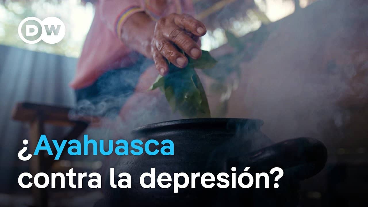 Ayahuasca Planta