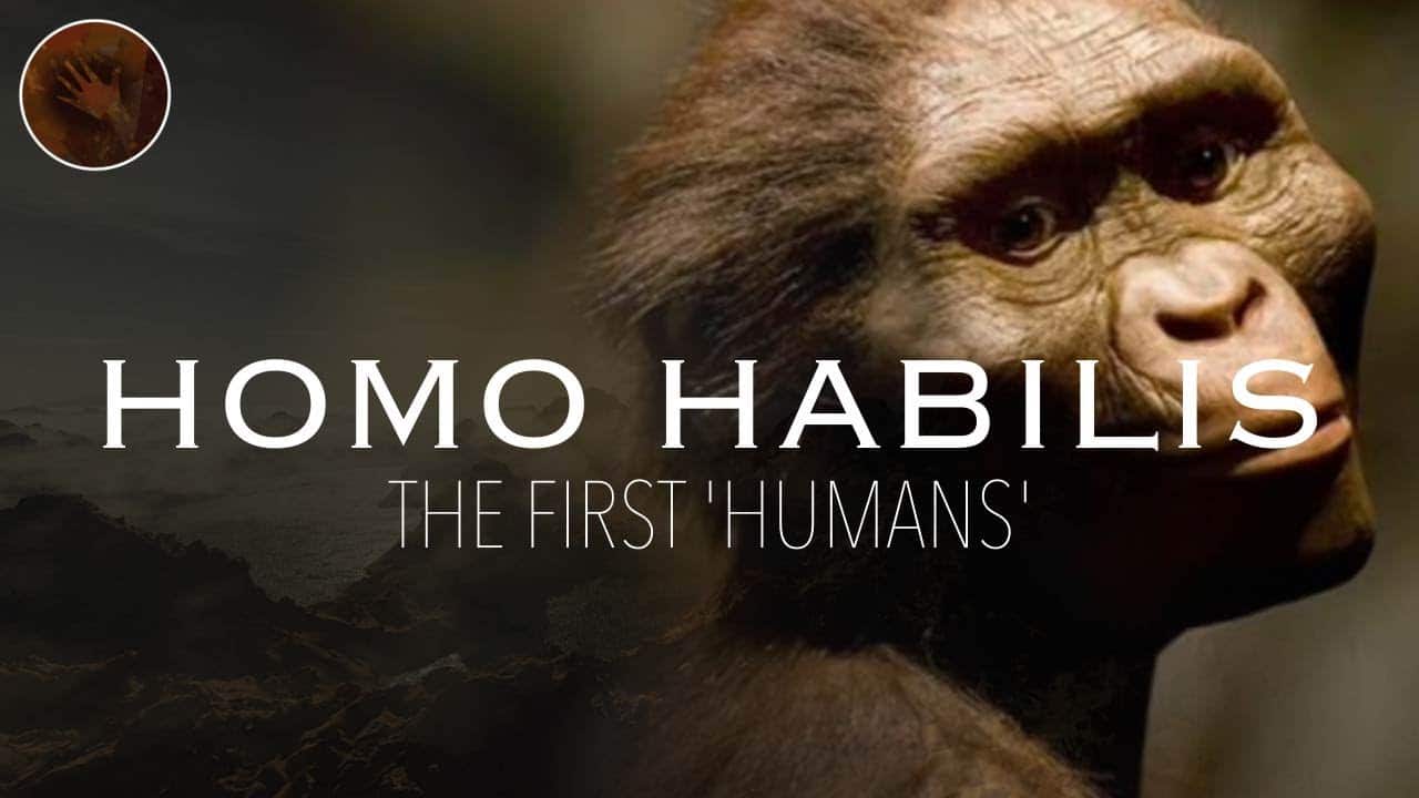 Homo Habilis