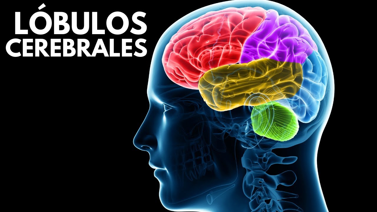 Zonas Del Cerebro Y Sus Funciones