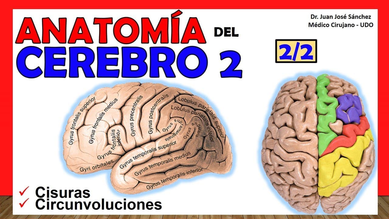 Circunvoluciones Del Cerebro