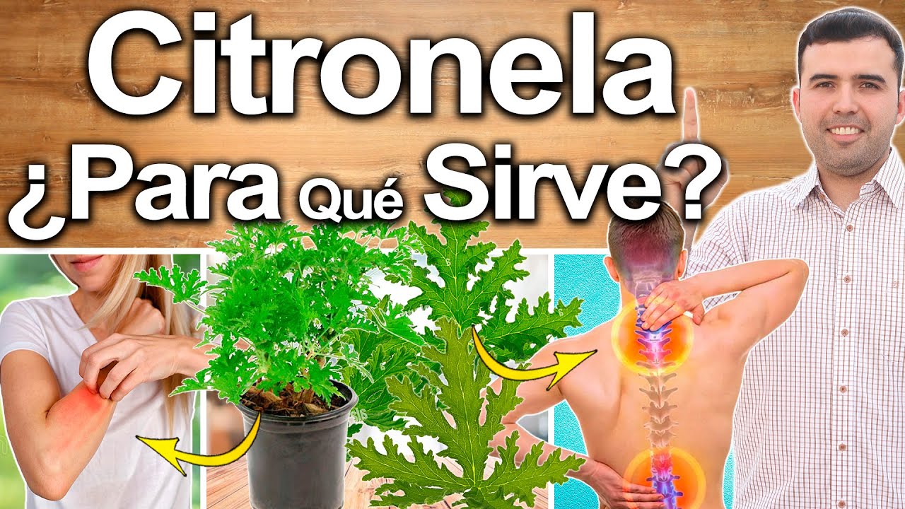 Citronela