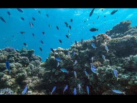 Hay Peces En El Mar Muerto