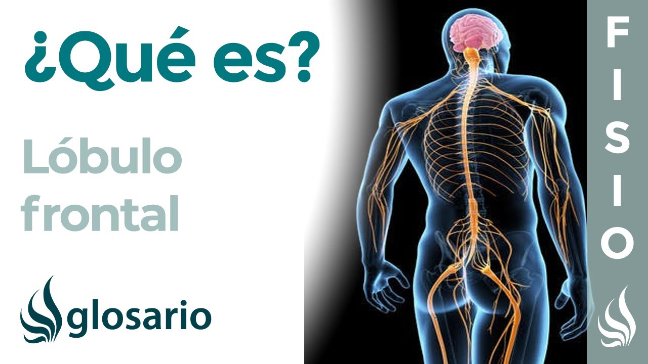Lobulo Frontal Funcion