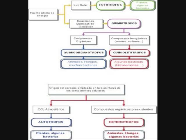 Nutrición De Las Bacterias