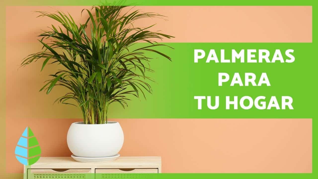 Palmito Planta