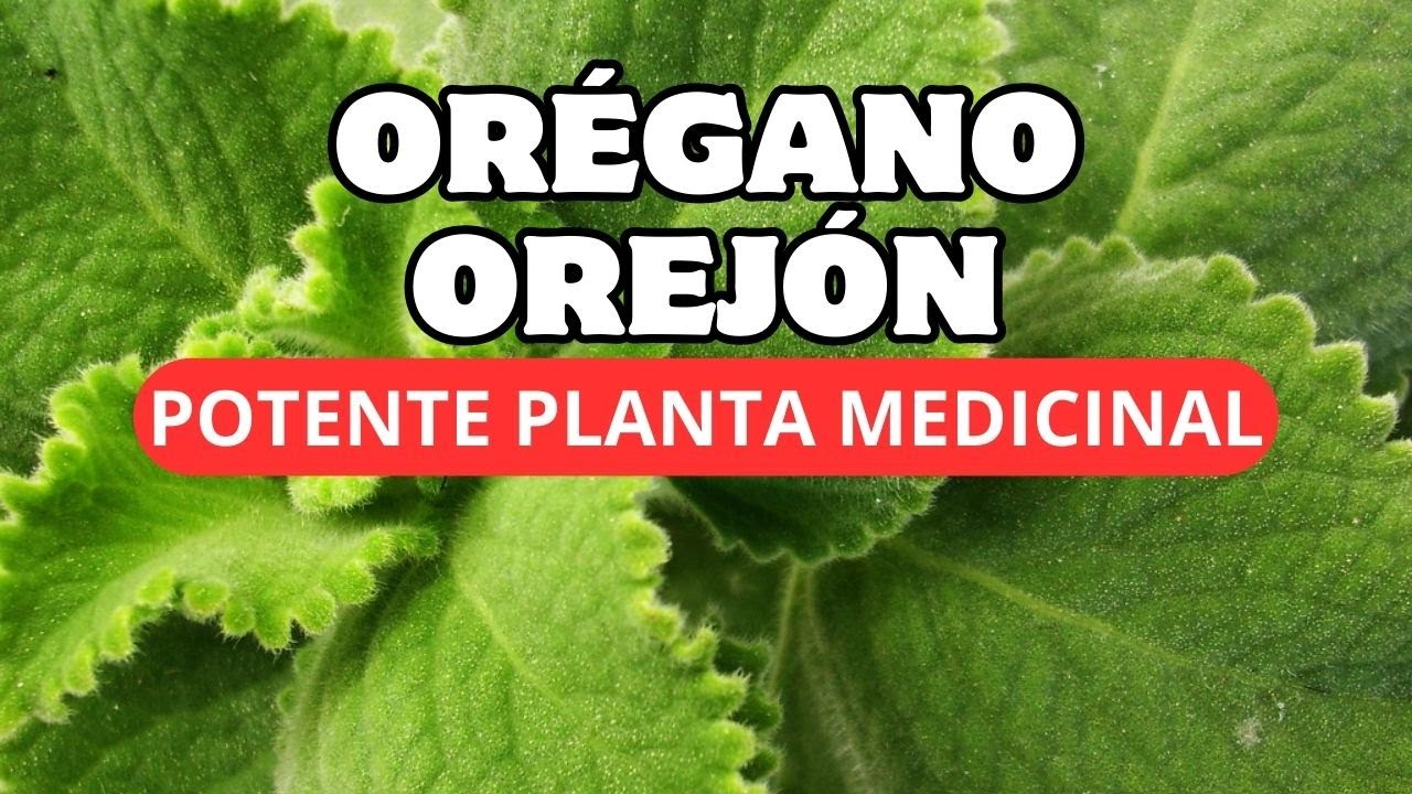 Planta De Oregano