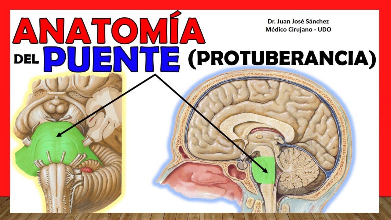 Protuberancia