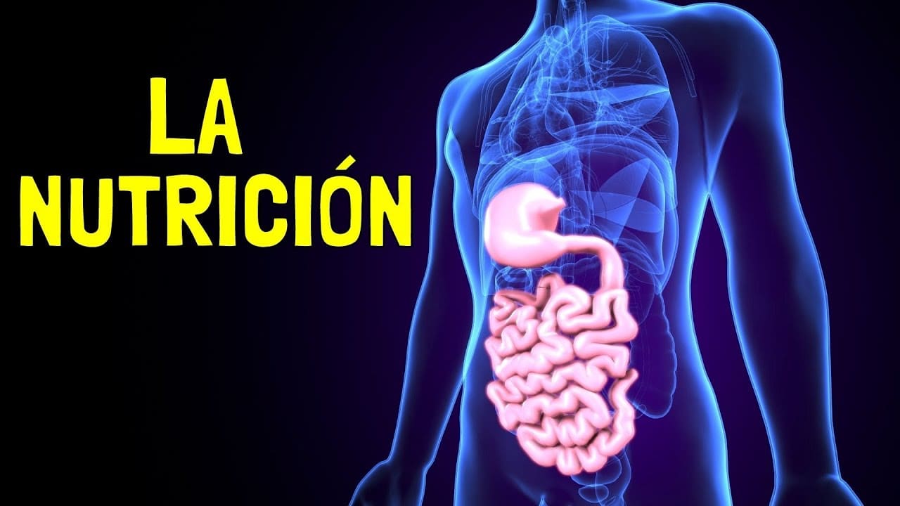 Que Es La Nutrición Humana