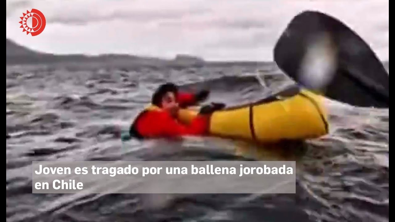 Tragado Por Una Ballena